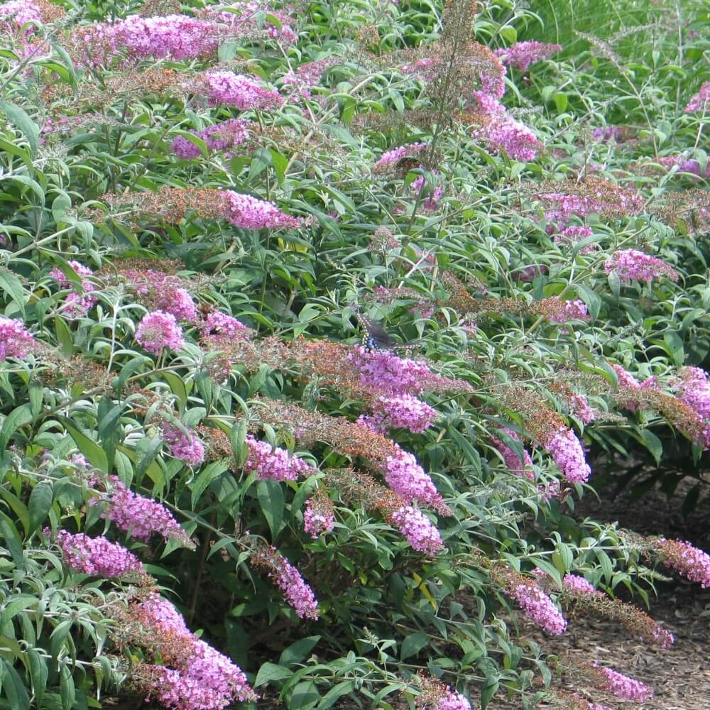 butterfly-flowers