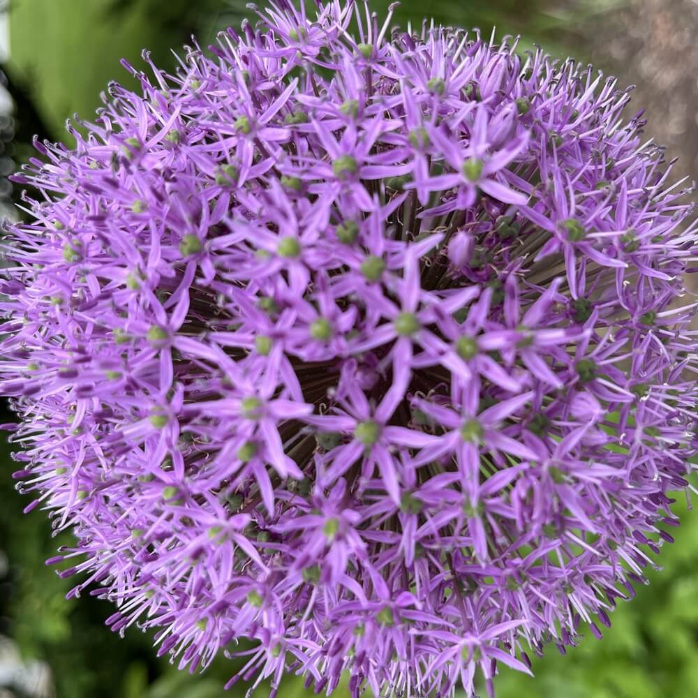 purple-flowers