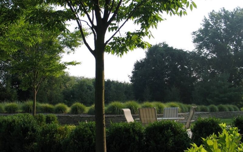 tree-and-patio