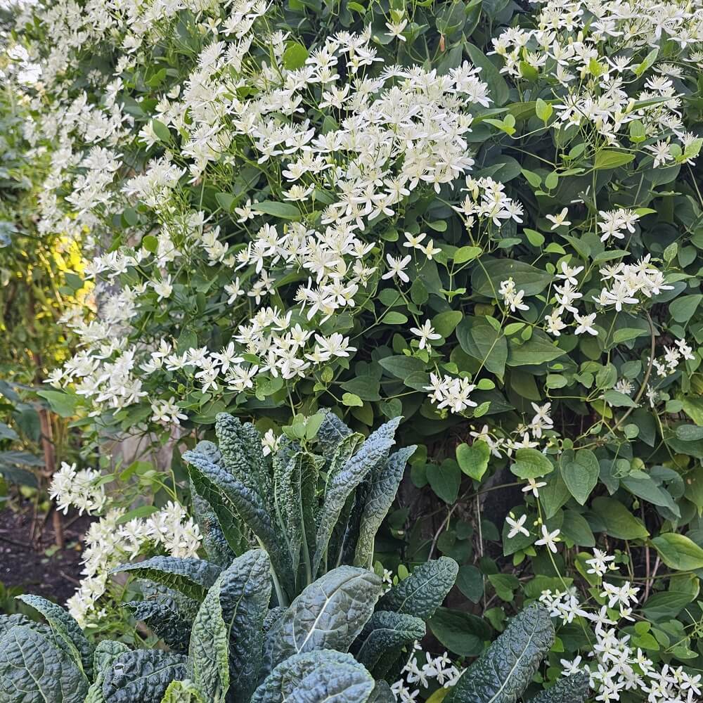 white-flowers